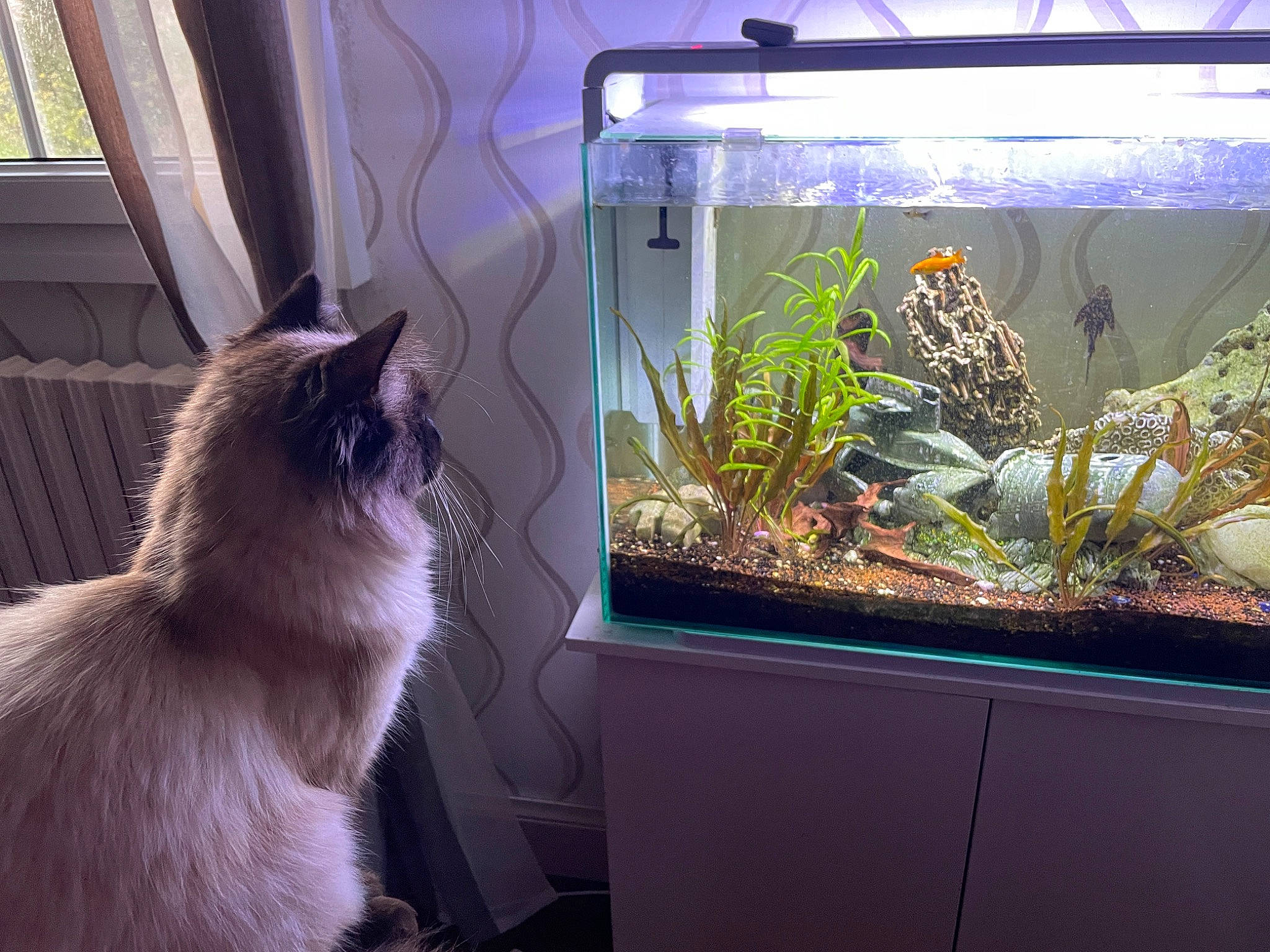 Loco participe au concours pour gagner de l'argent avec cette photo : aquarium, aquatic_plant, balinese, carnivore, cat, comfort, felidae, fish, fish_supply, glass, grass, marine_biology, pet_supply, plant, small_to_medium_sized_cats, thai, tints_and_shades, water, whiskers, window