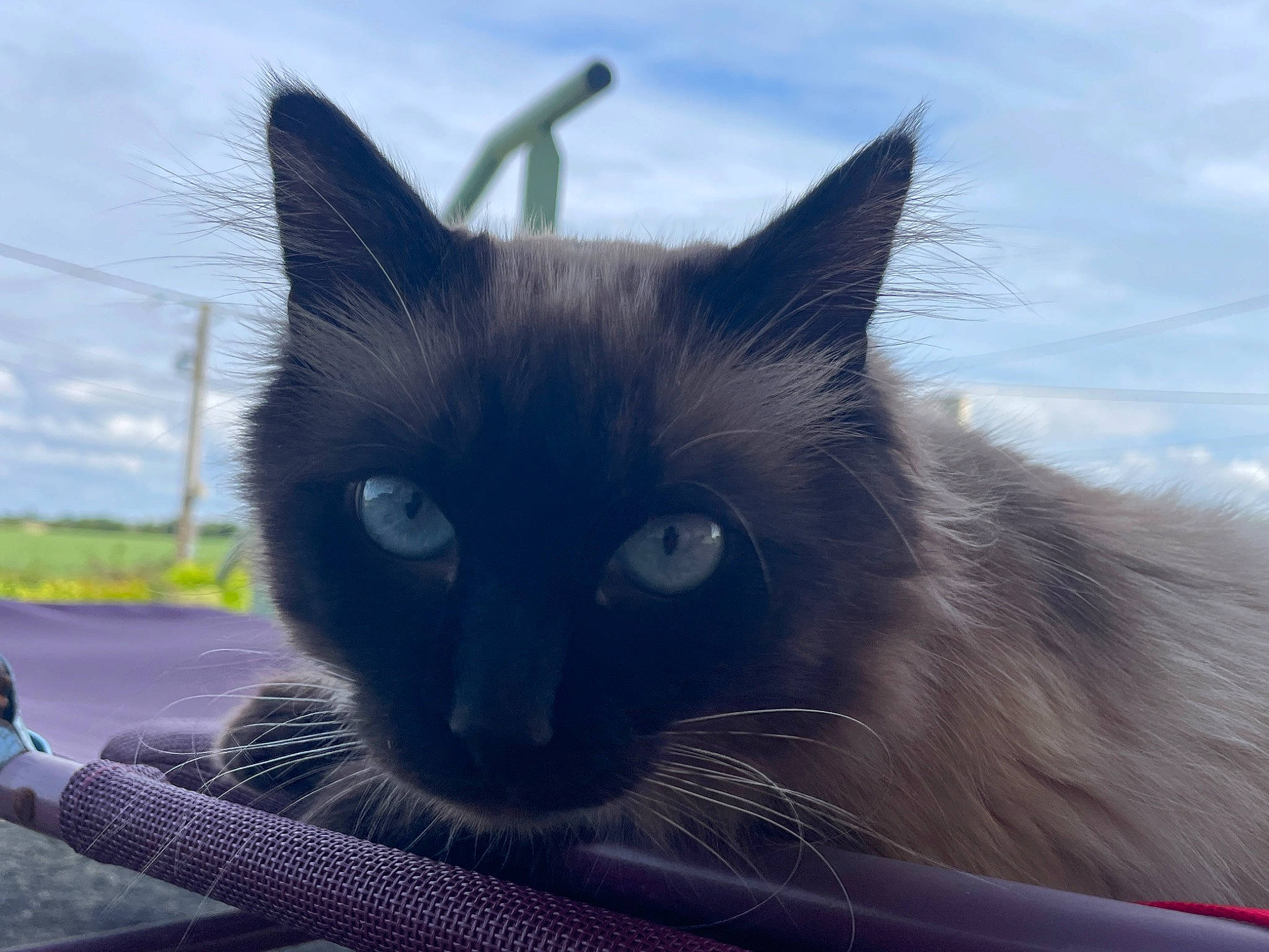 Loco participe au concours pour gagner de l'argent avec cette photo : balinese, birman, carnivore, cat, cloud, domestic_short_haired_cat, electric_blue, fawn, felidae, fur, grass, iris, siamese, sky, small_to_medium_sized_cats, snout, tail, terrestrial_animal, thai, whiskers