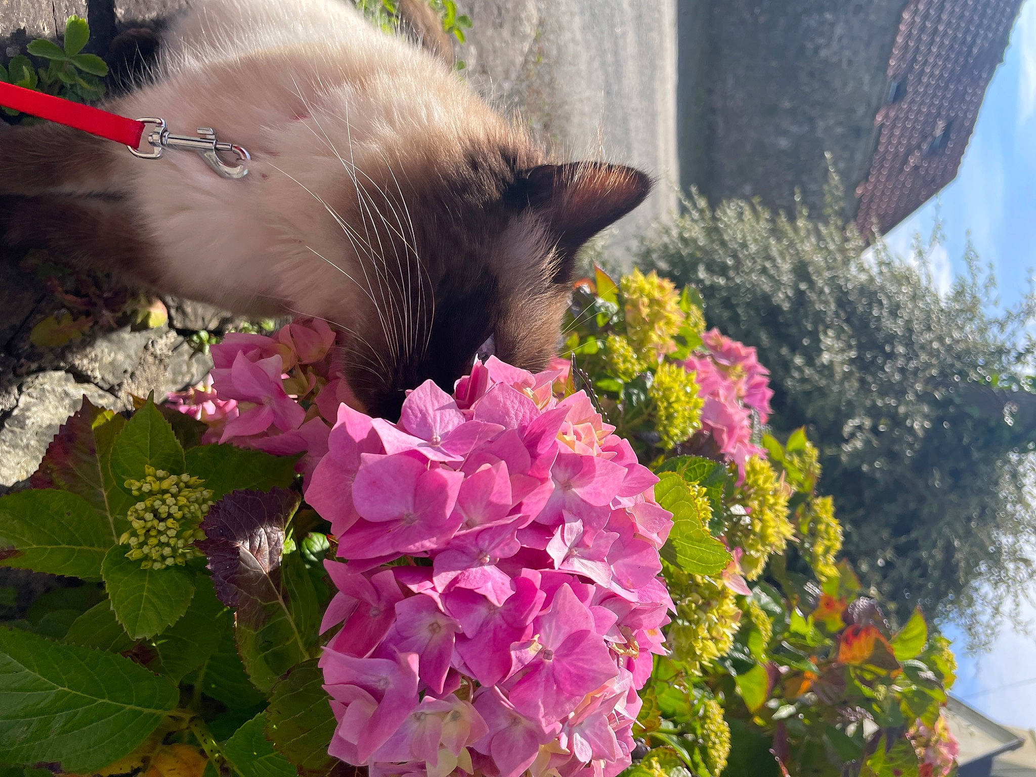 Loco a rejoint le concours — aidez-le/la à gagner de superbes lots ! annual_plant, carnivore, cat, fawn, felidae, flower, flowering_plant, grass, green, groundcover, herbaceous_plant, magenta, petal, pink, plant, shrub, small_to_medium_sized_cats, spring, tail, whiskers