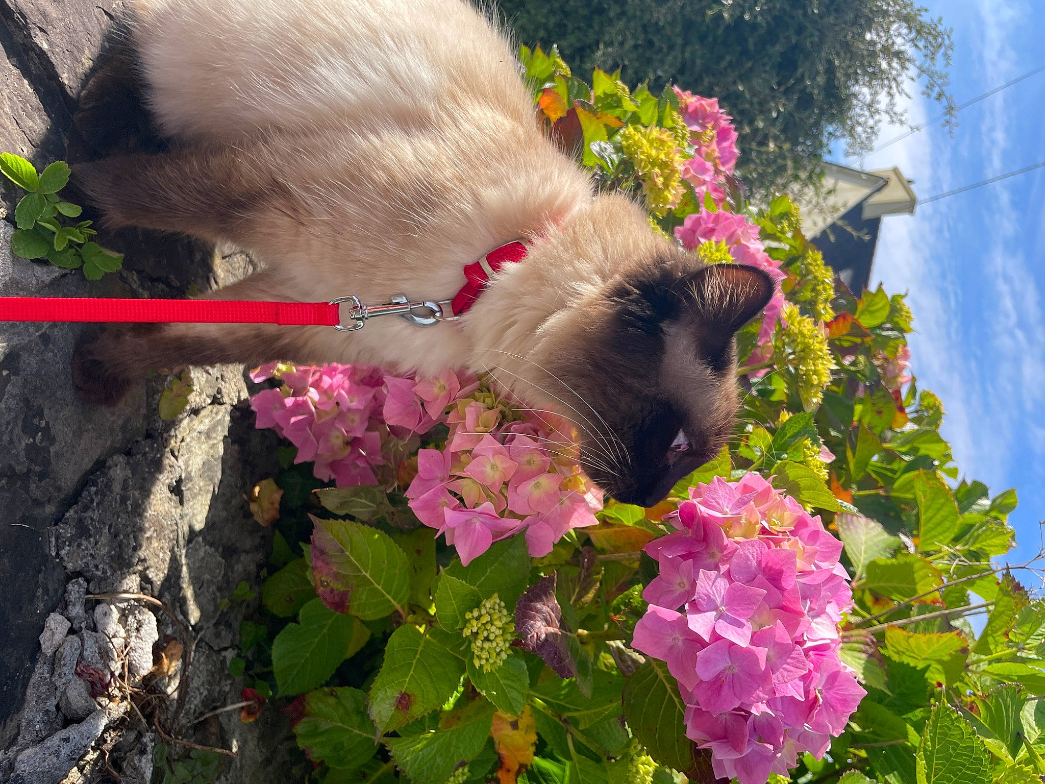 Loco a rejoint le concours — aidez-le/la à gagner de superbes lots ! carnivore, cat, fawn, felidae, flower, flowering_plant, grass, groundcover, magenta, mammal, petal, pink, plant, shrub, sky, small_to_medium_sized_cats, tree, vegetation, vertebrate, whiskers