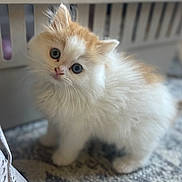 Bob is registered to the contest to win money with this photo: kitten, cat, fluffy, white, orange, carpet, indoor, cute, pet, animal, small, curious, furry, whiskers, young, domestic, mammal, footwear, basket, closeup