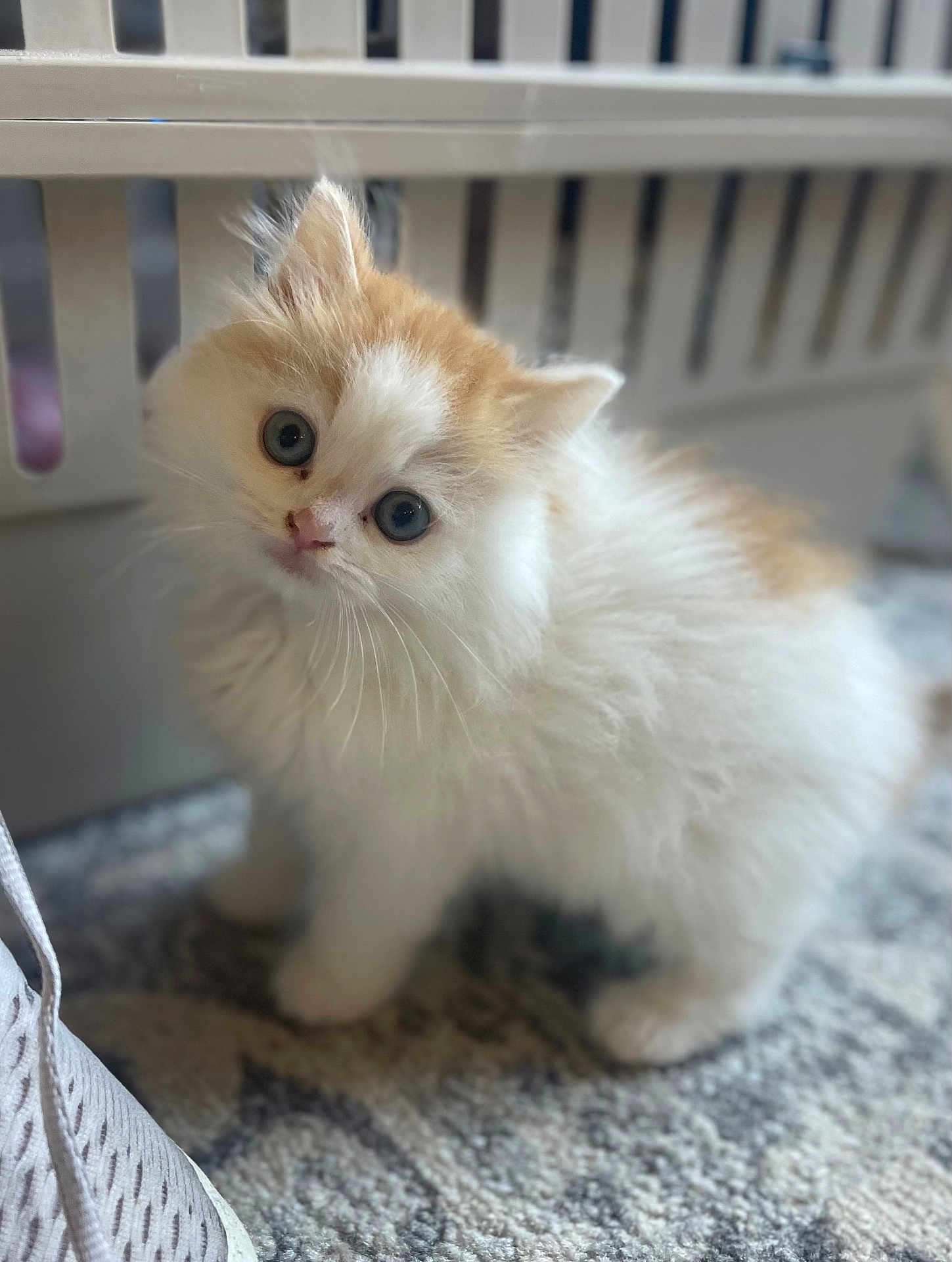 Bob is registered to the contest to win money with this photo: kitten, cat, fluffy, white, orange, carpet, indoor, cute, pet, animal, small, curious, furry, whiskers, young, domestic, mammal, footwear, basket, closeup