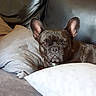 Gaia a rejoint le concours — aidez-le/la à gagner de superbes lots ! bulldog, carnivoran, dog, dog_breed, dog_breed_group, dog_like_mammal, ear, fawn, french_bulldog, mammal, non_sporting_group, nose, snout