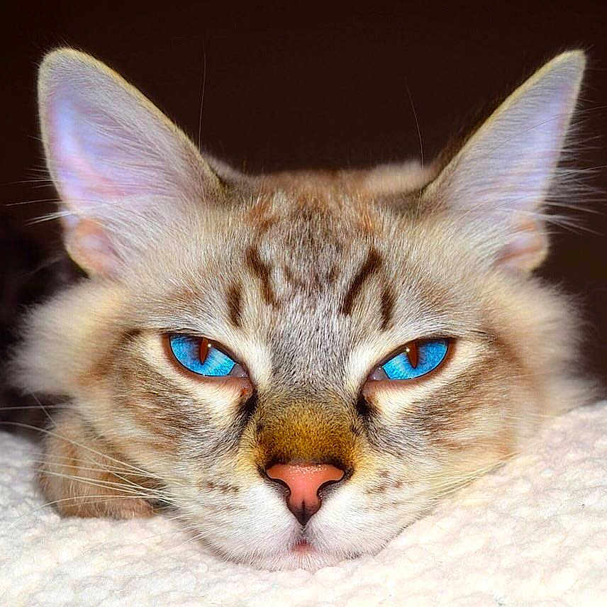 Blu