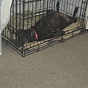 Sunshine joined the competition — help win amazing prizes! dog, black_dog, crate, metal_crate, pet, indoor, carpet, blanket, collar, relaxed, resting, legs_up, canine, animal, furniture, home, domestic, sleeping, cage, comfort