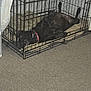 dog, black_dog, crate, metal_crate, pet, indoor, carpet, blanket, collar, relaxed, resting, legs_up, canine, animal, furniture, home, domestic, sleeping, cage, comfort