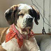 Dixie Joe joined the competition — help win amazing prizes! dog, saint_bernard, puppy, large_breed, brown_and_white, floppy_ears, sleepy, closed_eyes, sitting, scarf, red_accessory, floral_pattern, collar, indoors, couch, wall, cable, portrait, pet, cozy