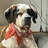 dog, saint_bernard, puppy, large_breed, brown_and_white, floppy_ears, sleepy, closed_eyes, sitting, scarf, red_accessory, floral_pattern, collar, indoors, couch, wall, cable, portrait, pet, cozy