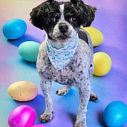 Deisel Mac is registered to the contest to win money with this photo: dog, puppy, portrait, standing, bandana, bunny_pattern, colorful, balls, eggs, easter, pet, animal, black_and_white, fluffy, small_dog, indoors, studio, pastel, rainbow, playful