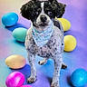 dog, puppy, portrait, standing, bandana, bunny_pattern, colorful, balls, eggs, easter, pet, animal, black_and_white, fluffy, small_dog, indoors, studio, pastel, rainbow, playful