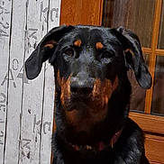 Urkan a rejoint le concours — aidez-le/la à gagner de superbes lots ! dog, indoor, black_dog, brown_markings, wooden_wall, wooden_door, glass_window, collar, pet, animal, canine, sitting, looking_at_camera, furniture, table, home, domestic, portrait, calm, medium_light