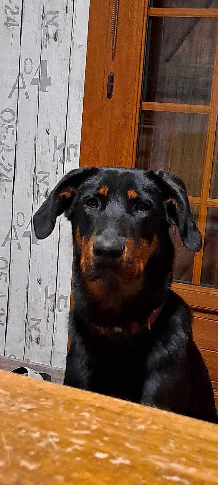 Urkan a rejoint le concours — aidez-le/la à gagner de superbes lots ! dog, indoor, black_dog, brown_markings, wooden_wall, wooden_door, glass_window, collar, pet, animal, canine, sitting, looking_at_camera, furniture, table, home, domestic, portrait, calm, medium_light