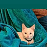 cat, white_cat, blanket, teal_blanket, pet, animal, cozy, collar, bell, indoor, cute, fur, small_animal, domestic_cat, resting, comfort, soft_texture, curious, alert, relaxed