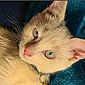 cat, blue_eyes, cream_colored, close_up, pet, animal, feline, whiskers, fur, collar, indoor, blanket, texture, relaxed, cute, portrait, curious, soft_light, cozy, resting