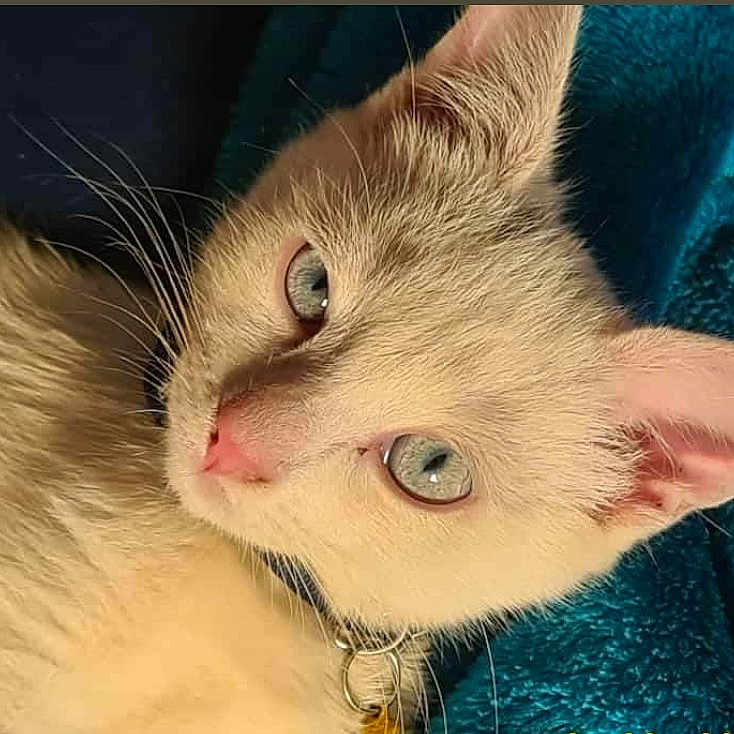 Cotton