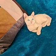 Cotton joined the competition — help win amazing prizes! cat, kitten, white_cat, blue_eyes, pet, animal, indoor, blanket, pillow, cozy, cute, feline, resting, fur, small_pet, domestic_animal, comfort, relaxing, soft_texture, curious
