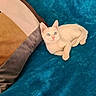 cat, kitten, white_cat, blue_eyes, pet, animal, indoor, blanket, pillow, cozy, cute, feline, resting, fur, small_pet, domestic_animal, comfort, relaxing, soft_texture, curious