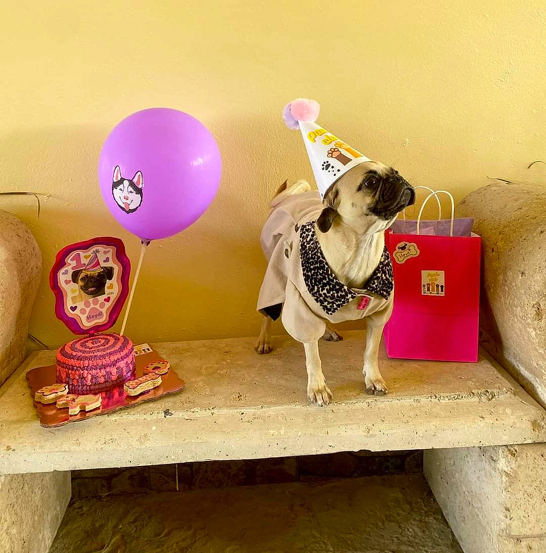 Heidy joined the competition — help win amazing prizes! art, balloon, carnivore, dog, eyewear, fashion_accessory, fawn, illustration, magenta, paper, paper_product, party_supply, pink, rectangle, room, skull, toy, visual_arts, working_animal
