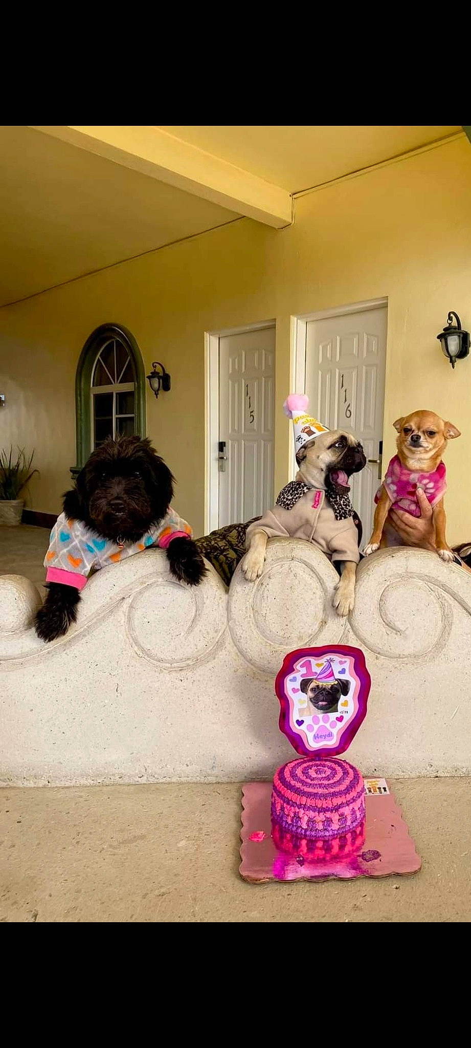 Heidy is registered to the contest to win money with this photo: art, child, companion_dog, couch, doll, event, fashion_design, flooring, fun, fur, houseplant, interior_design, magenta, pink, plant, purple, stuffed_toy, teddy_bear, toy, wood