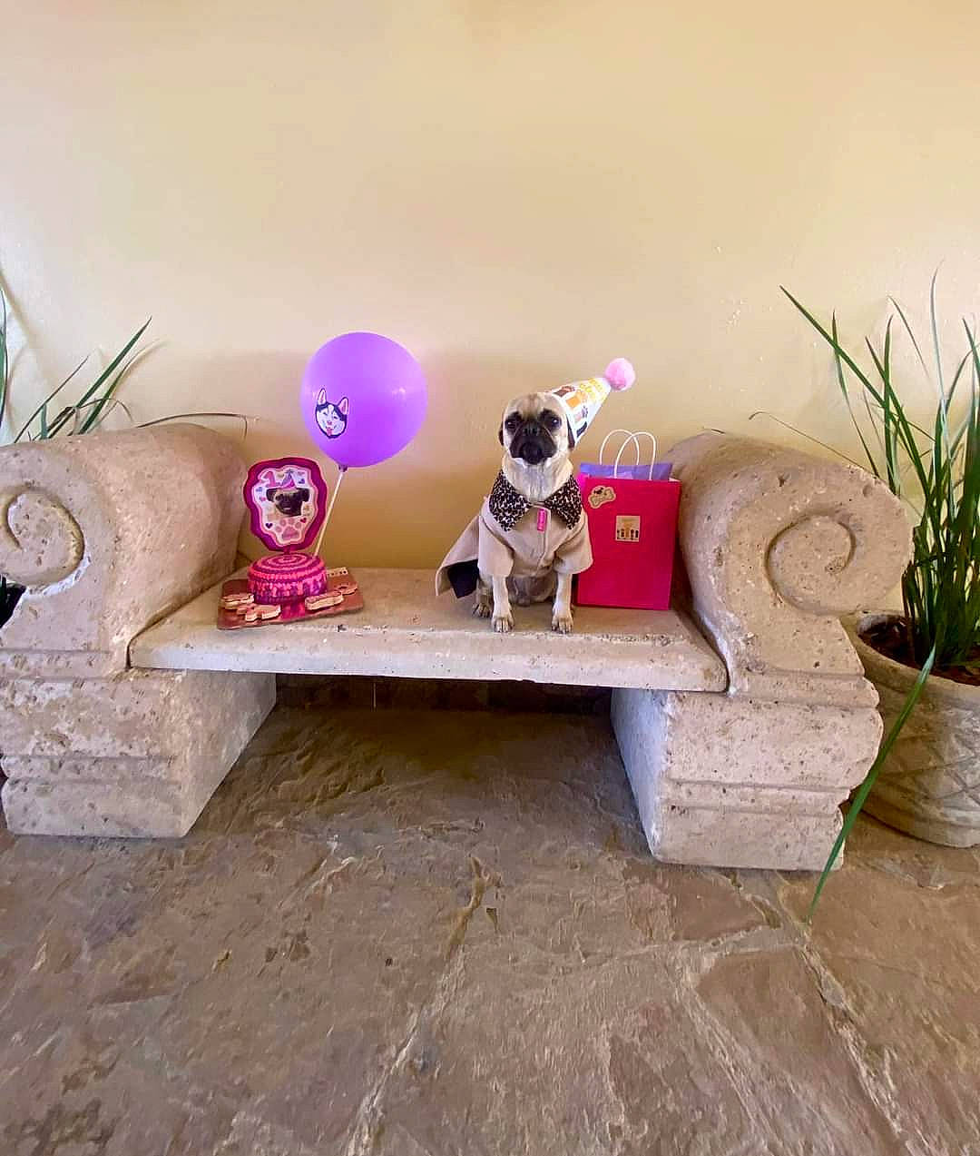 Heidy is registered to the contest to win money with this photo: art, carnivore, companion_dog, couch, dog, dog_breed, eyewear, fawn, flowerpot, houseplant, living_room, magenta, outdoor_furniture, plant, purple, stuffed_toy, table, toy, wood, working_animal