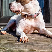 Callie is registered to the contest to win money with this photo: animal, backyard, brown_patch, canine, collar, daylight, dog, floppy_ear, lounging, outdoor, perked_ear, pet, pink_collar, portrait, relaxed, sitting, sunlight, white_and_brown, window, wooden_deck