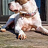 animal, backyard, brown_patch, canine, collar, daylight, dog, floppy_ear, lounging, outdoor, perked_ear, pet, pink_collar, portrait, relaxed, sitting, sunlight, white_and_brown, window, wooden_deck