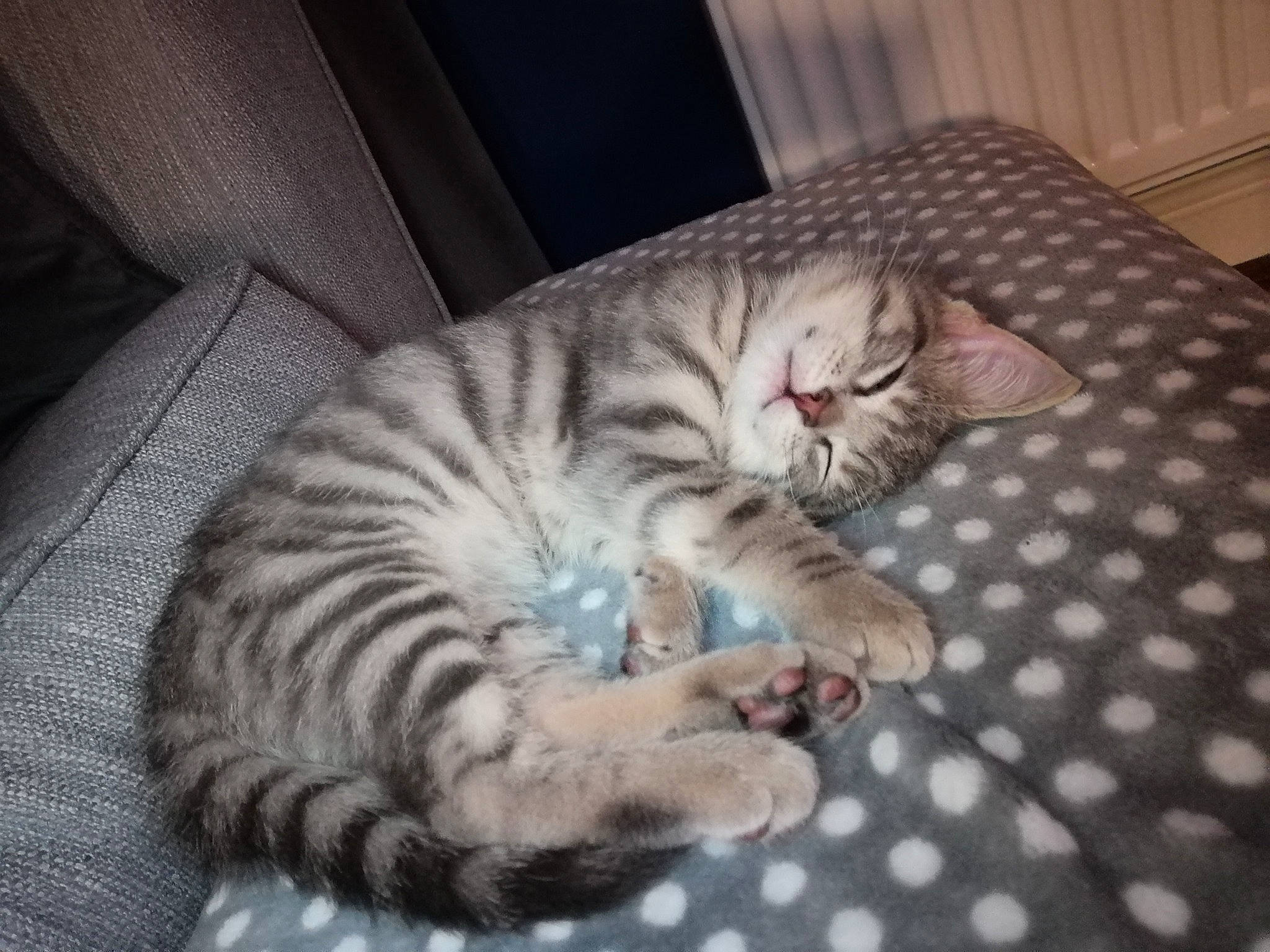 Crimson is registered to the contest to win money with this photo: bed, carnivore, cat, cat_bed, comfort, domestic_short_haired_cat, fawn, felidae, fur, nap, pattern, paw, sleep, small_to_medium_sized_cats, snout, tail, terrestrial_animal, whiskers