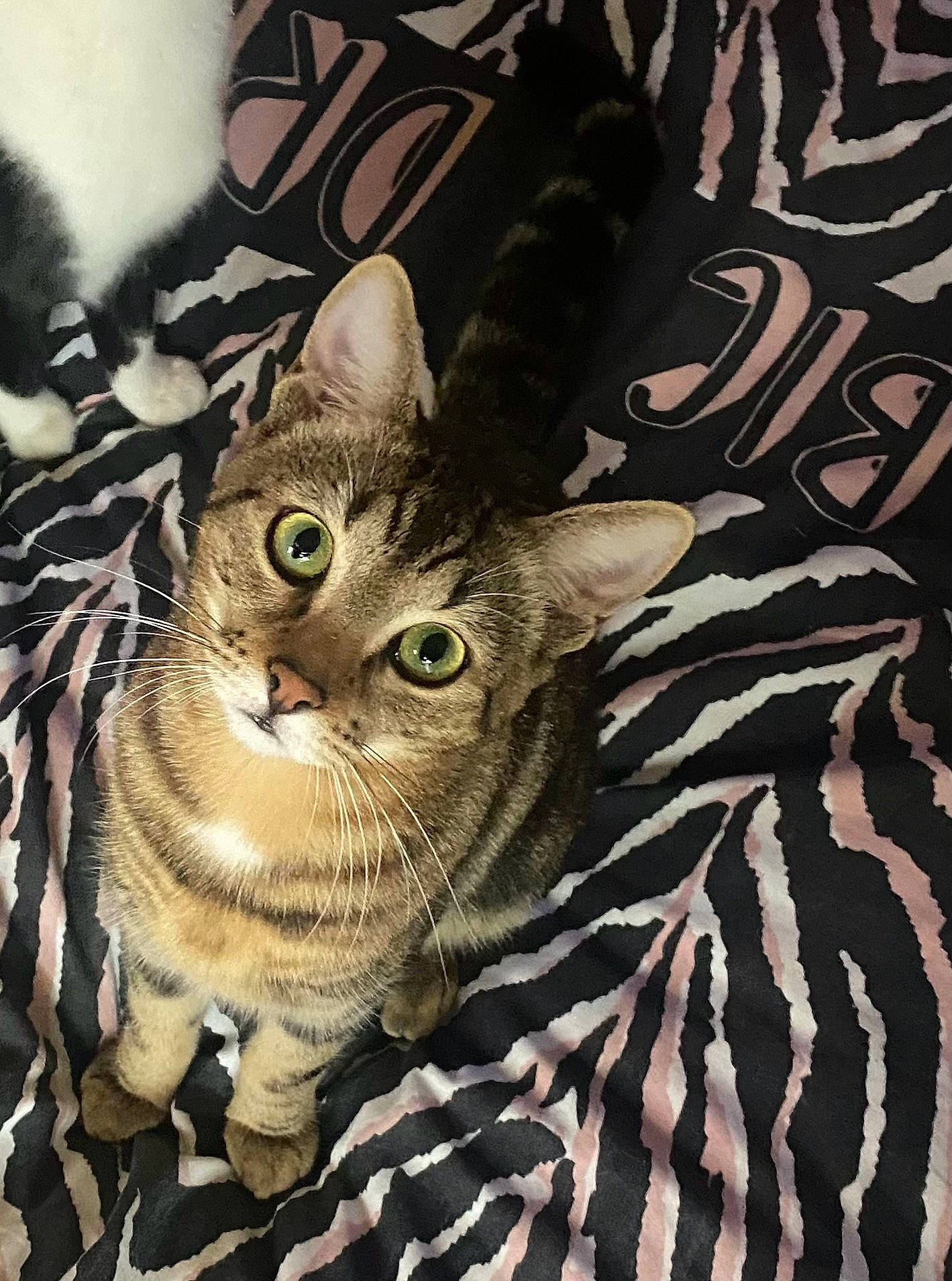 Tigrou participe au concours pour gagner de l'argent avec cette photo : carnivore, cat, claw, comfort, domestic_short_haired_cat, felidae, fur, linens, pattern, paw, photo_caption, sleeve, small_to_medium_sized_cats, snout, terrestrial_animal, whiskers, wildlife