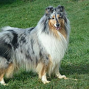 Isis a rejoint le concours — aidez-le/la à gagner de superbes lots ! dog, collie, rough_collie, grass, outdoor, pet, standing, fur, long_hair, blue_merle, canine, attentive, portrait, nature, mammal, tongue, paws, looking_at_camera, field, fluffy