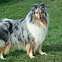 dog, collie, rough_collie, grass, outdoor, pet, standing, fur, long_hair, blue_merle, canine, attentive, portrait, nature, mammal, tongue, paws, looking_at_camera, field, fluffy