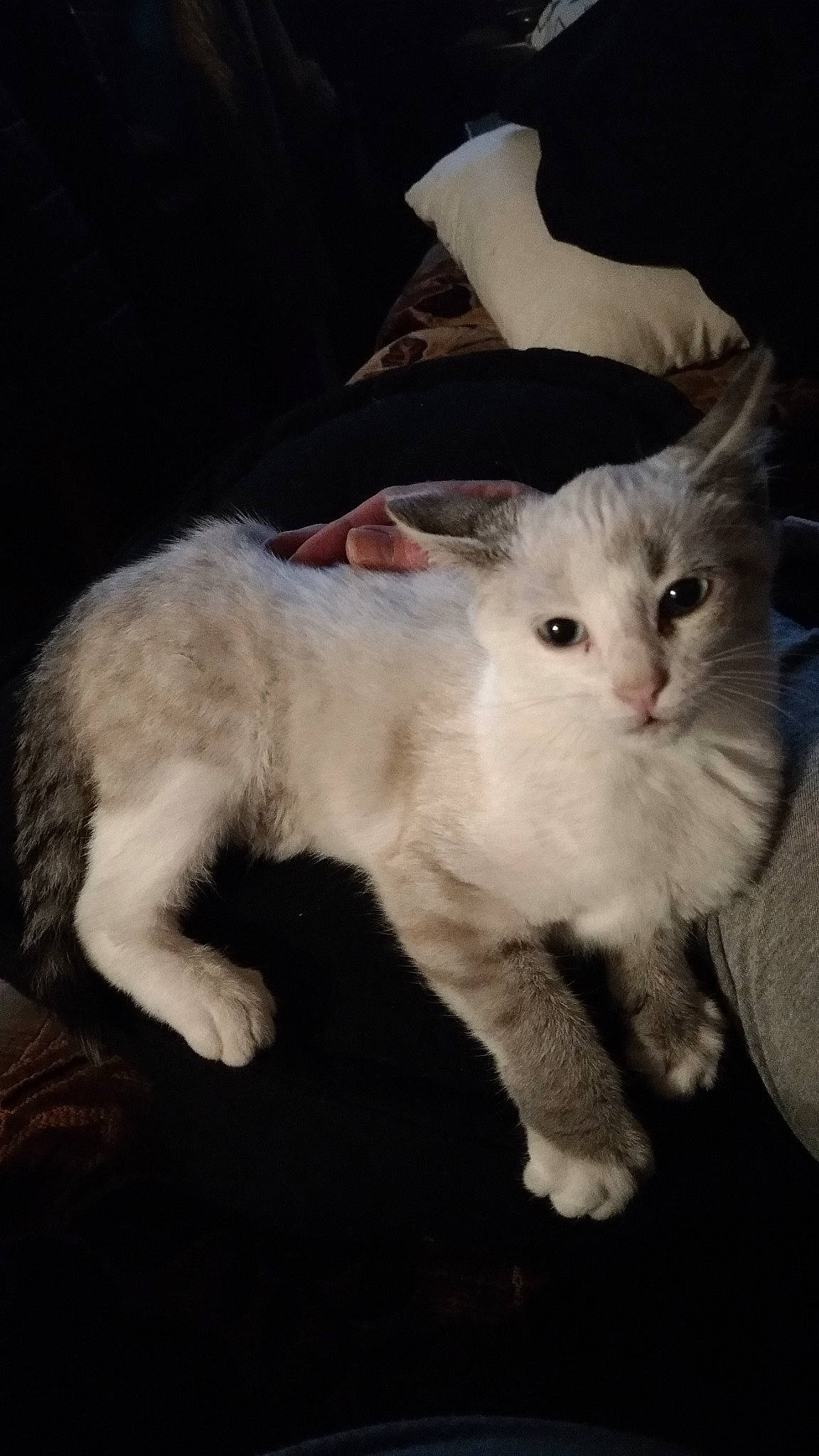 Listel a rejoint le concours — aidez-le/la à gagner de superbes lots ! carnivore, cat, felidae, fur, khao_manee, paw, small_to_medium_sized_cats, tail, turkish_angora, whiskers