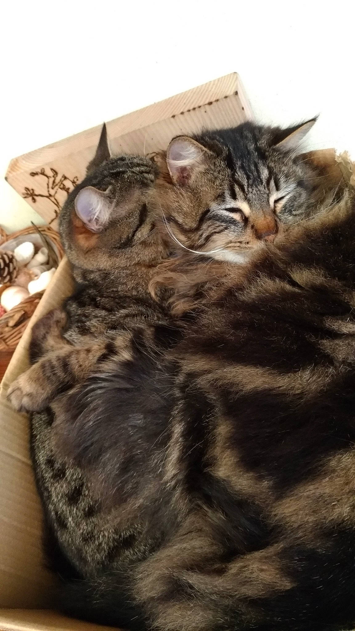 Harry participe au concours pour gagner de l'argent avec cette photo : american_bobtail, american_shorthair, asian, california_spangled, carnivore, cat, domestic_short_haired_cat, dragon_li, european_shorthair, felidae, fur, kitten, maine_coon, mammal, norwegian_forest_cat, pixie_bob, small_to_medium_sized_cats, tabby_cat, whiskers