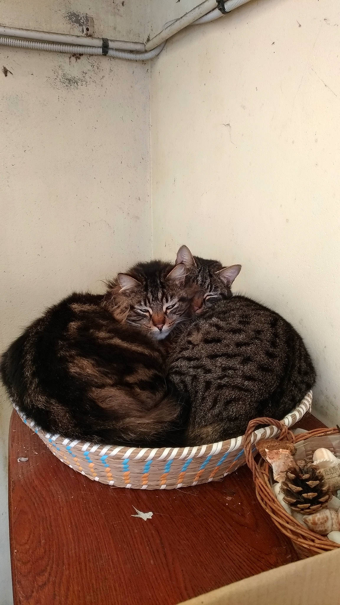 Meghan participe au concours pour gagner de l'argent avec cette photo : asian, carnivore, cat, domestic_short_haired_cat, dragon_li, european_shorthair, felidae, kitten, small_to_medium_sized_cats, tabby_cat, whiskers