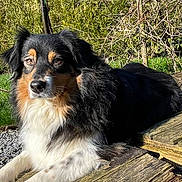 Sheyenne participe au concours pour gagner de l'argent avec cette photo : dog, black_fur, tan_fur, white_fur, outdoor, sunlight, wooden_platform, greenery, grass, gravel, pet, canine, nature, resting, animal, fur, muzzle, ears, eyes, portrait