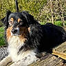 dog, black_fur, tan_fur, white_fur, outdoor, sunlight, wooden_platform, greenery, grass, gravel, pet, canine, nature, resting, animal, fur, muzzle, ears, eyes, portrait