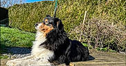 Sheyenne participe au concours pour gagner de l'argent avec cette photo : dog, outdoor, sunlight, grass, hedge, wooden_deck, pet, nature, relaxing, canine, fur, daylight, animal, garden, blue_sky, peaceful, side_view, leisure, summer, companion
