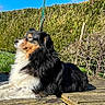 dog, outdoor, sunlight, grass, hedge, wooden_deck, pet, nature, relaxing, canine, fur, daylight, animal, garden, blue_sky, peaceful, side_view, leisure, summer, companion