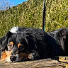 Sheyenne participe au concours pour gagner de l'argent avec cette photo : dog, outdoor, sunlight, wooden_deck, greenery, hedge, grass, blue_sky, animal, pet, relaxed, lying_down, daylight, nature, canine, calm, fur, muzzle, ears, quiet