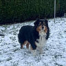 Sheyenne participe au concours pour gagner de l'argent avec cette photo : dog, snow, grass, outdoor, pet, canine, winter, fur, hedge, backyard, cold, animal, nature, yard, standing, mammal, domestic_animal, quiet, calm, landscape