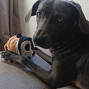 Cur a rejoint le concours — aidez-le/la à gagner de superbes lots ! animal, brown_dog, close_up, companion, couch, cozy, curtain, cute, dog, domestic_animal, furniture, home, indoor, looking_at_camera, pet, plush_toy, relaxed, resting, toy, window