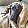 animal, black_dog, blanket, canine, comfort, couch, cozy, dog, face, fur, furniture, home, indoor, pet, portrait, relaxed, resting, snug, soft, wrapped
