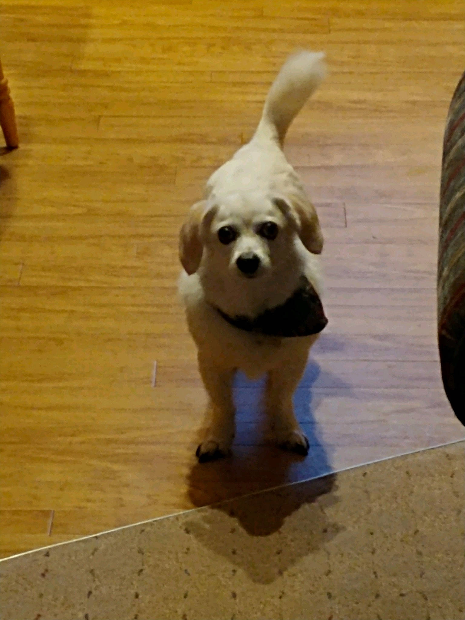 Hercules is registered to the contest to win money with this photo: canidae, carnivore, cavachon, companion_dog, dog, dog_breed, fawn, havanese, lhasa_apso, maltese, mammal, puppy, rare_breed_dog, shih_tzu, snout, sporting_group, tail, toy_dog, vertebrate, wood