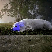 Hercules is registered to the contest to win money with this photo: animal, blue_light, calm, canine, dog, evening, fog, grass, lying_down, mystical, nature, night, outdoor, peaceful, pet, quiet, resting, side_view, trees, white_dog