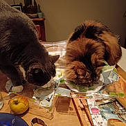 Odin Et Princesse participe au concours pour gagner de l'argent avec cette photo : bread, brown_cat, cactus, cat, curious, cutting_board, feline, food, gray_cat, home, indoor, kitchen, leafy_greens, pear, plant_pot, plastic_wrap, plate, snack_time, table, wooden_table