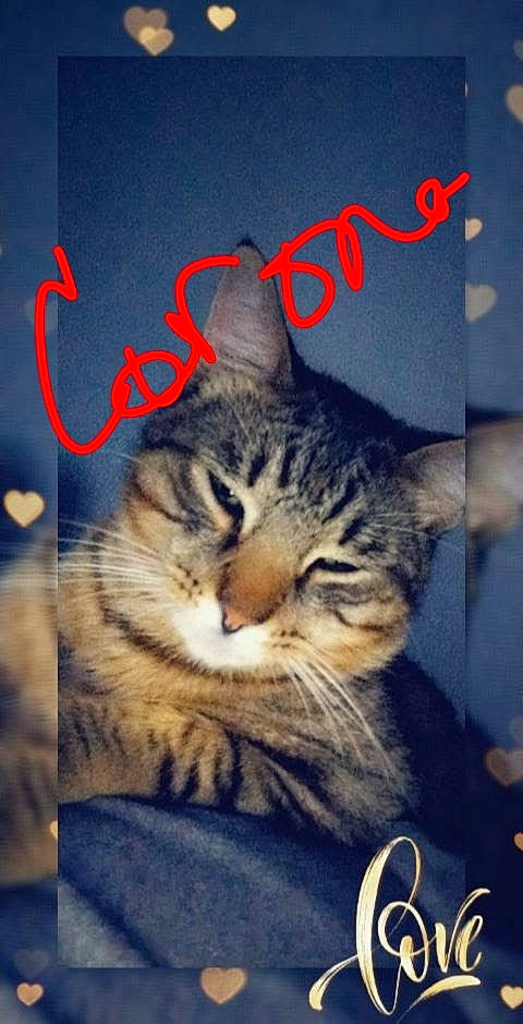 Corona joined the competition — help win amazing prizes! carnivore, cat, coffee_cup, darkness, domestic_short_haired_cat, electric_blue, felidae, font, fur, mug, organism, paw, photo_caption, sky, small_to_medium_sized_cats, snout, square, tableware, tail, whiskers