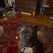 Rayko a rejoint le concours — aidez-le/la à gagner de superbes lots ! dog, brindle, carpet, indoor, living_room, furniture, toy, wooden_floor, pet, brown, white_chest, sitting, collar, ears, face, eyes, floor, home, cozy, attention
