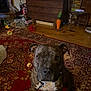 dog, brindle, carpet, indoor, living_room, furniture, toy, wooden_floor, pet, brown, white_chest, sitting, collar, ears, face, eyes, floor, home, cozy, attention