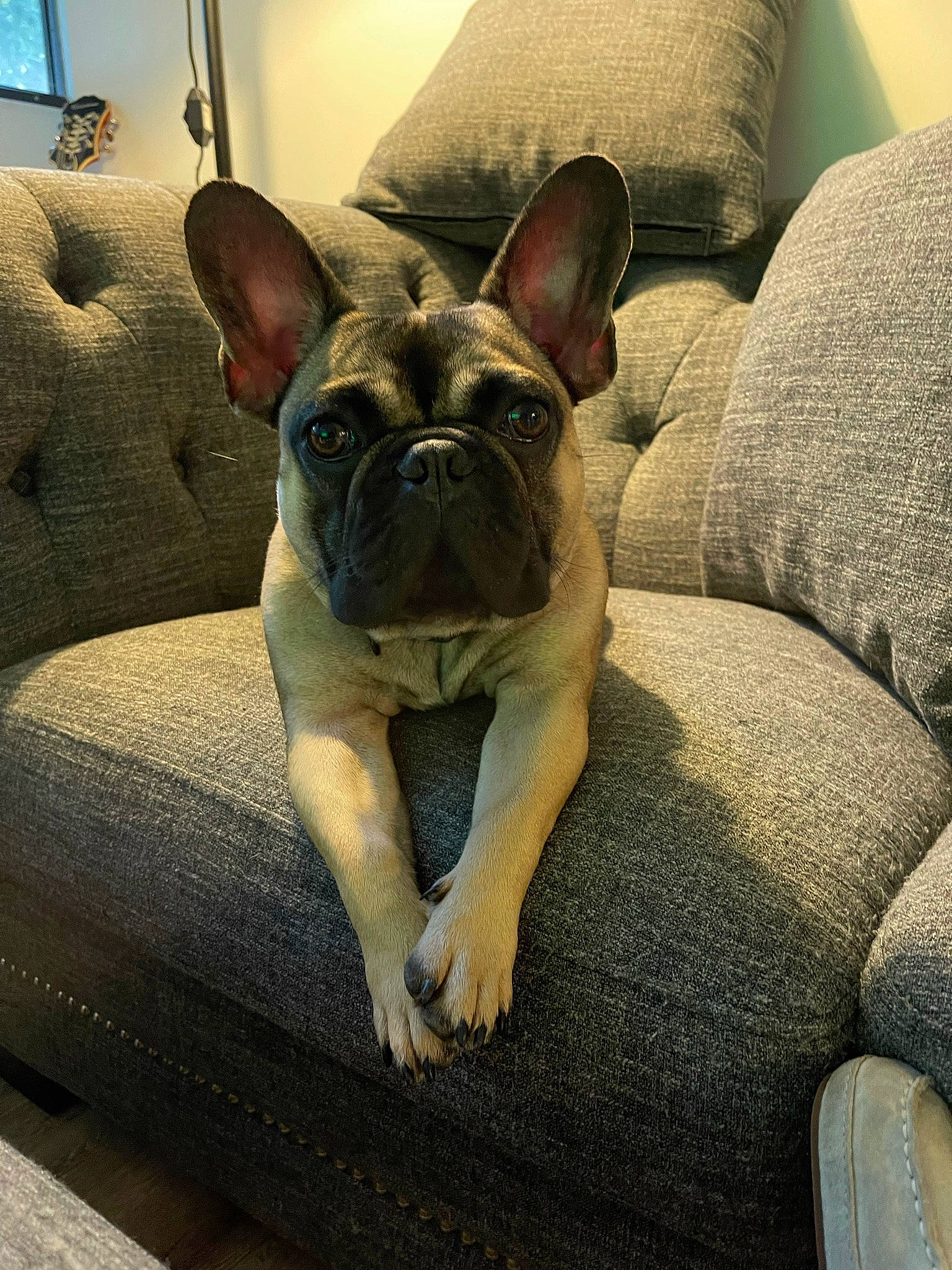 Princeton joined the competition — help win amazing prizes! bulldog, canidae, carnivore, comfort, companion_dog, dog, dog_breed, ear, fawn, french_bulldog, head, non_sporting_group, snout, sporting_group, terrestrial_animal, toy_dog, whiskers, window, working_animal, wrinkle