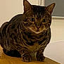 cat, tabby_cat, striped_fur, pet, animal, indoor, wooden_table, curious, sitting, whiskers, ears, face, fur_pattern, domestic_cat, feline, close_up, eyes, paws, table, house
