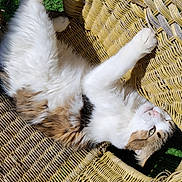 Amy participe au concours pour gagner de l'argent avec cette photo : cat, long_hair_cat, white_fur, brown_fur, paw, whiskers, wicker_chair, woven_texture, outdoor, grass, sunlight, relaxed, lounging, pet, close_up, portrait, nap, furniture, shadow, fluffy